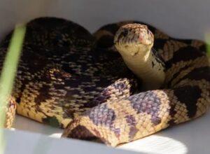 Read more about the article Ritual Tak Biasa Margareth: Konsumsi Sperma Ular Demi Menjaga Kualitas VokalRitual Tak Biasa Margareth: Konsumsi Sperma Ular Demi Menjaga Kualitas VokalRitual Tak Biasa Margareth: Konsumsi Sperma Ular Demi Menjaga Kualitas Vokal