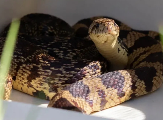 Read more about the article Ritual Tak Biasa Margareth: Konsumsi Sperma Ular Demi Menjaga Kualitas VokalRitual Tak Biasa Margareth: Konsumsi Sperma Ular Demi Menjaga Kualitas VokalRitual Tak Biasa Margareth: Konsumsi Sperma Ular Demi Menjaga Kualitas Vokal