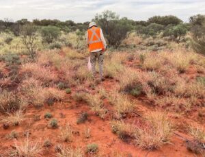 Read more about the article Kecaman atas Rencana yang Dinilai Mempercepat Ancaman Spesies Invasif Terbesar Australia